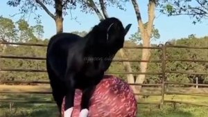 Fresian horse edit/Фризы/Фризские лошади/