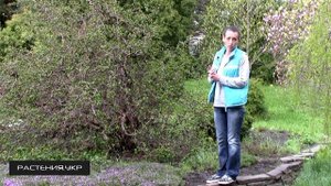 Корилус посадка и уход /  декоративные кустарники для дачи