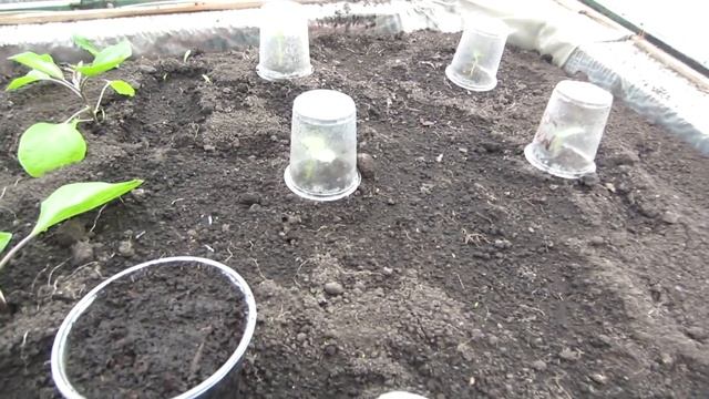 На улице 0 градусов, а в теплице оазис +22 градуса смотреть онлайн