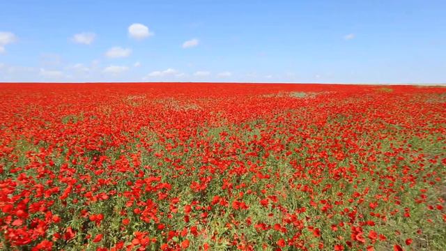 Мак павлиний (Papaver Pavoninum Schrenk). Окрестности Куртинского  водохранилища. 5 мая 2016 года.