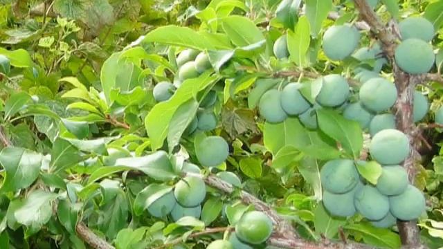 Продается дача смотреть онлайн