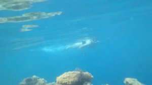 Подводный мир отеля DREAMS BEACH RESORT 5* Египет Шарм-эль-Шейх