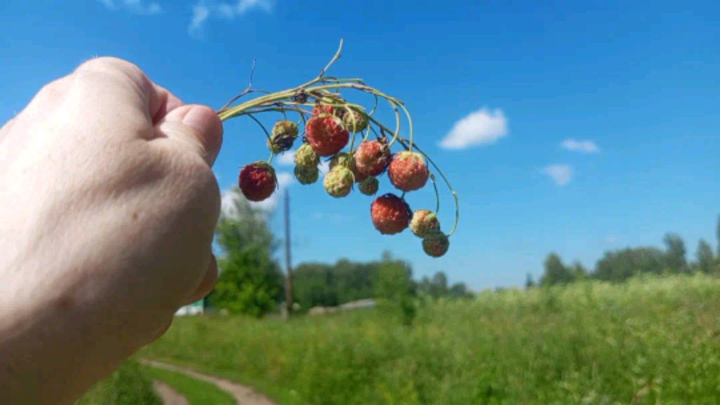 на лоджии цветы