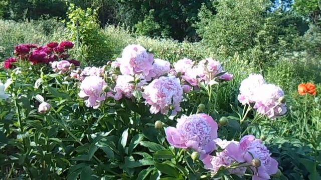 Пион Мсье Жюль Эли в моём саду. смотреть онлайн