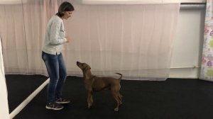 Немецкий Пинчер Показывает Танцевальные Элементы. Трюковая Дрессировка Собаки