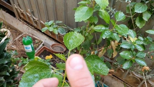 Гибискус из семян . Отчет за октябрь. Выращивания гибискуса из семян
