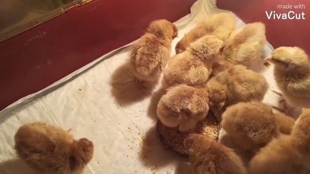 Как определить цыпленка в первые сутки:петух или курица.Пополнение в хозяйстве ЛЗС.