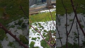 Особенности осенней обрезки роз в Крыму