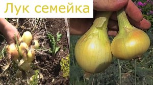 Лук семейный, как репка из севка!