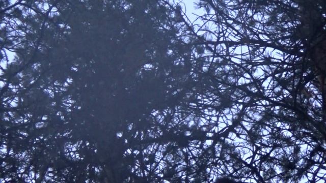 НЕОЖИДАННАЯ ВСТРЕЧА С КУНИЦЕЙ НА ОХОТЕ / ЛЕСНАЯ КУНИЦА смотреть онлайн