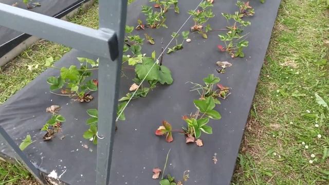 Рост винограда на 30 июня 2020 г. смотреть онлайн