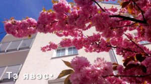 цыганская песня упрэ дыкхав Леша лабано