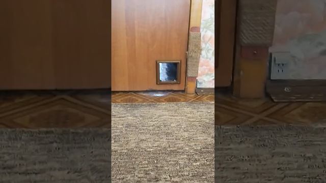 Не кошками едиными? Выход Бакса? смотреть онлайн