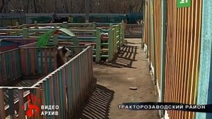 Осел укусил девочку в контактном зоопарке Челябинска