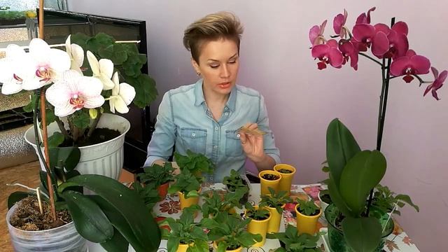 ПЕТУНИЯ. ПРИЩИПЫВАТЬ ПЕТУНИЮ ИЛИ НЕТ.