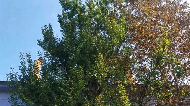 1749, Высокое абрикосовое дерево у дома 14, улица Лескова, орловский абрикос, город Орёл, смотреть онлайн