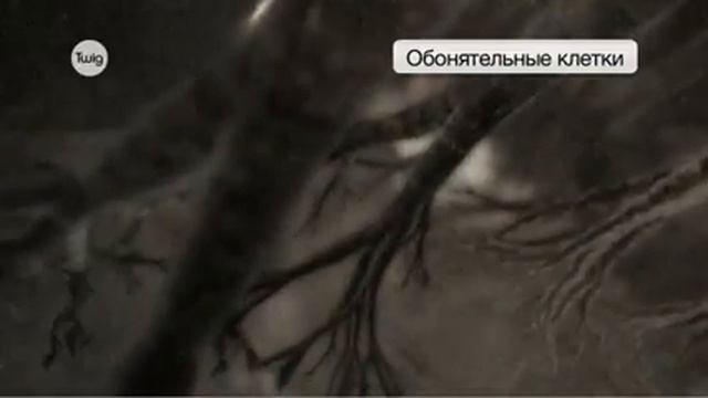 Как мы ощущаем запахи