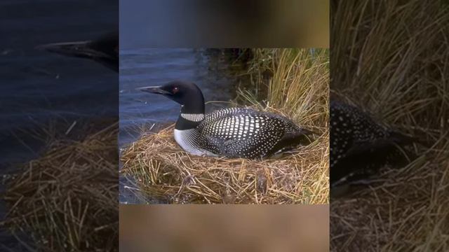 "Красная книга Подмосковья" Учитель логопед Ламтюгова Н.И. и Учитель логопед Терехова Т.В. смотреть онлайн