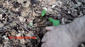 Посадка черемши рассадой(кратко). Planting of ramson (allium ursinum).