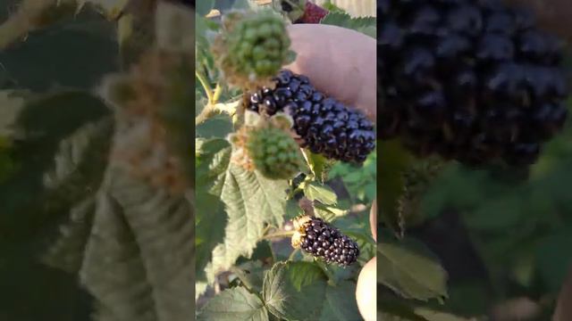 карака блэк. сельский сад. смотреть онлайн