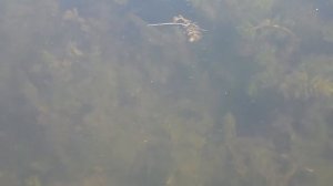 Какая чистая вода реки Синюха в Первомайске