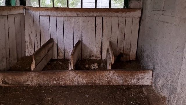 вывод цыплят, вывод гусят под уткой! и новая инкубация смотреть онлайн