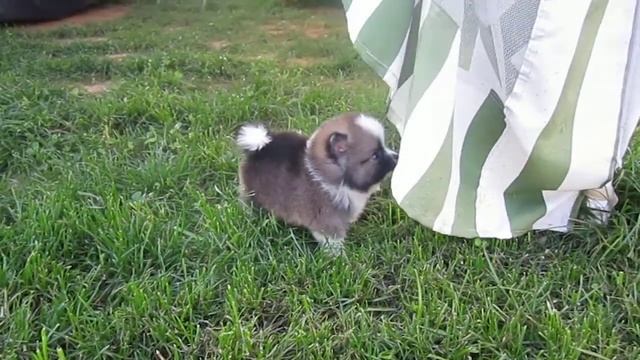 ПОМЕРАНСКИЙ ШПИЦ Очень разные окрасы. Щенки. Вязки смотреть онлайн