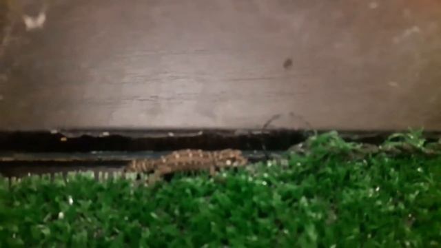 Малыши гадюковых гекконов смотреть онлайн