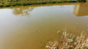 МОЙ ПРУД НА ДАЧЕ.УКРЕПЛЕНИЕ БЕРЕГА.ПРУДУ 6 ЛЕТ!!!КАРАСИ И КАРПЫ В ПРУДУ.ПОДНЯТИЕ БЕРЕГОВ.