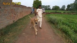 2 Best of Pakistan Dog { Dog Watching Video} By Pakistani Bully Kutta Channel @NAFATVHD