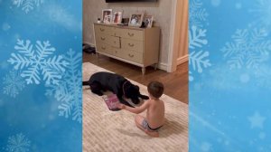 Анастасия Шубская показала как старший сын Сергей ловко тренирует лабрадора Блейка