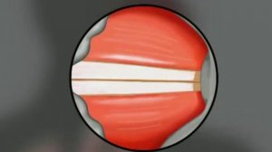 Речь - Анатомия просто