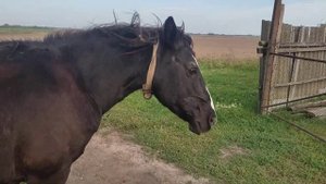 Жеребец не принимает старую кобылу в табун