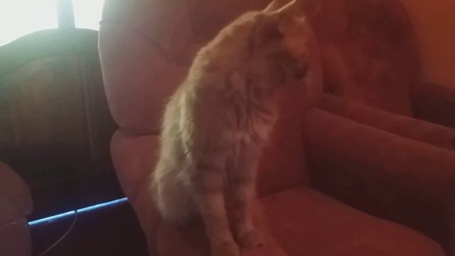 Кот отдаёт честь по команде