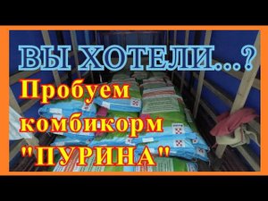Чем кормить бройлера? Пурина?