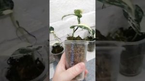 сциндапсус Майяри