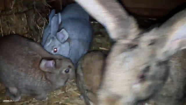 От чего зависит рост крольчат? 2 смотреть онлайн