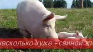 Корм для свиней