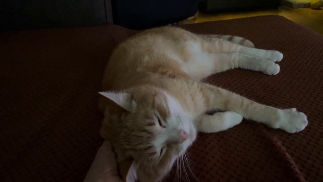 Рыжий кот Гриша просто ластится #кот #коты #кошка #веселье #озорство #рыжий #рыжийкот #котгриша смотреть онлайн