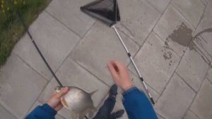 КАРП И ЛЕЩ НА ФИНСКОМ ЗАЛИВЕ! РЫБАЛКА В НЕРЕСТ НА ДУДЕРГОФСКОМ КАНАЛЕ ШЕРШАВЫЙ ЛЕЩ НА КРОКОДИЛА 202