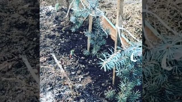 Черенкование хвойников смотреть онлайн