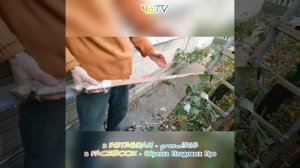 Как обрезать дерево АВАРИЙНОЕ сохранив КРЫШУ и ПРОВОД? ***ЛАЙФХАК!