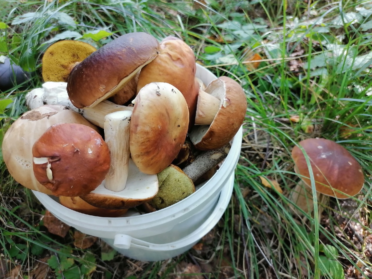 Белые грибы в Пермском крае