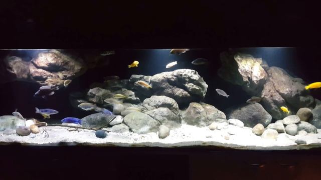 Malawi Guru's own Lake Malawi Tank смотреть онлайн