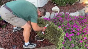 The Beginnings of Fall Transformation - Removal of Plants