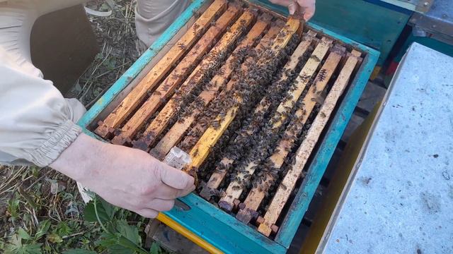 ПРИНЯТИЕ МАТКИ 100% .Условия для принятия маток в отводках. смотреть онлайн