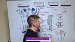 Кости нижней конечности анатомия / Бедренная кость / Большеберцовая кость / Остеология