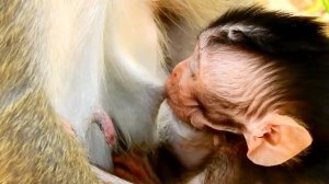 Billion Comfort Milk Baby Monkey Newborn Of Violet Get Best Milk Until Full