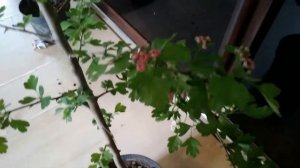 Боярышники Тоба и Пол Скарлет