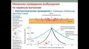 Проведение возбуждения по нервным волокнам